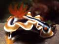 Entra in nudibranchi