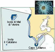 PENISOLA DEL SINIS-ISOLA MAL DI VENTRE