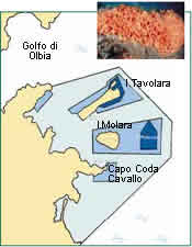 TAVOLARA - PUNTA CODA CAVALLO